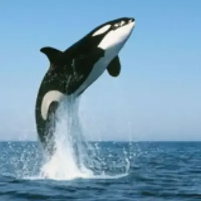 Crypto Whales Pump