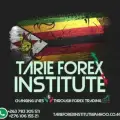 Forex Trading Zim