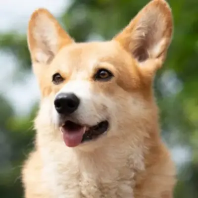 BNB Dog Inu Official Group