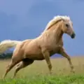 Horsepower signals