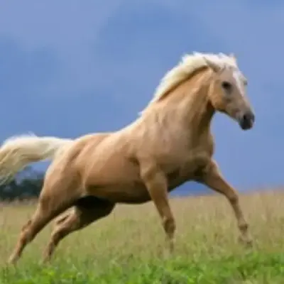 Horsepower signals