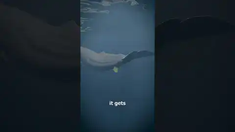 Video related to whaleanalyzer