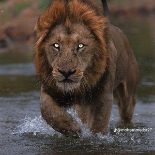 MASTERPUMP1S PUMP VE SİGNALS