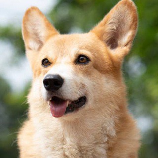 BNB Dog Inu Official Group