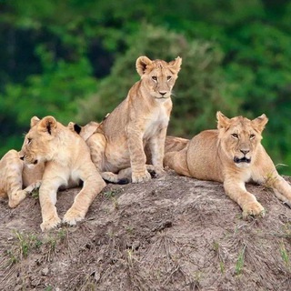 EDUCATIONAL TRADE TRIEL CALLS FREE