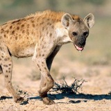 پرایس اکشن حسینی فایننس