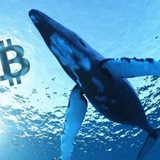 The Crypto Whales™