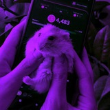 کمپین ریپورت کلاهبرداران تلگرامی